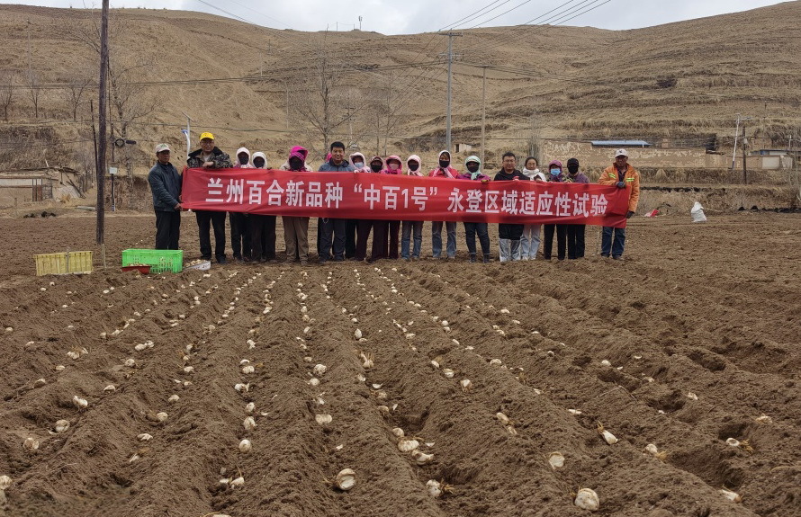 【兰州市科技局】兰州百合新品种“中百1号” 启动区域性试验
