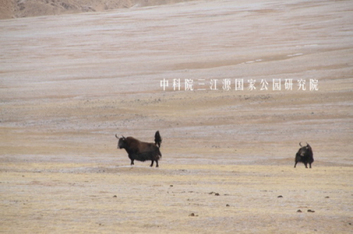 昆仑山野牦牛_副本_调整大小